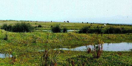 Mouth area of the river Thermodon