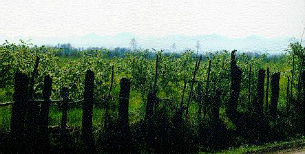 View of the Thermodon landscape facing the Southeast